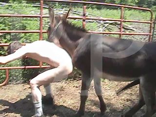 Man fucked by horse