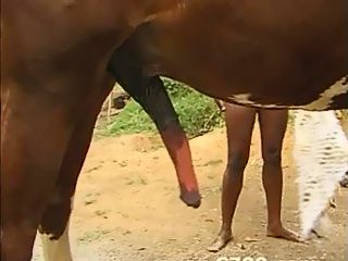 Ebony horse sex